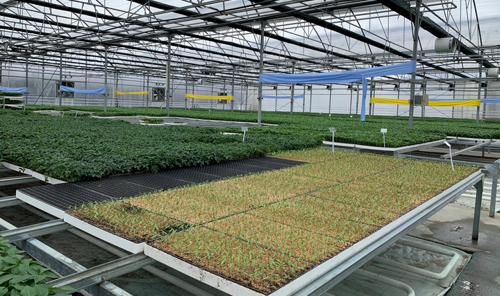 Çöp Gazı Elektriğe, Isı Fideye Dönüştü