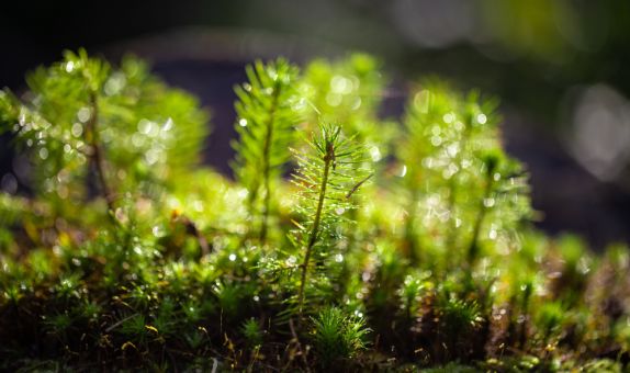 Zorlu Enerji Sıfır Karbon için 1.2 Milyon Fidan Dikecek